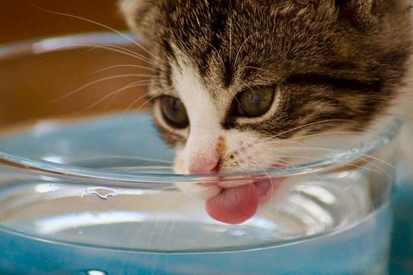 A macska hidratálása: kreatív ötletek🐱🥤