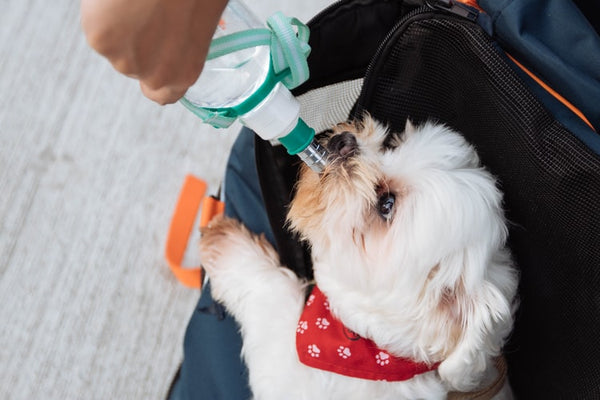 Dehidratáció kutyáknál: így tegyél ellene 🐶🥤
