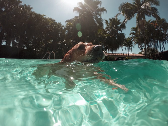 Nyaralás 2023: TOP nyári felszerelések kutyáknak 🥽⛱️