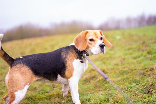 Beagle: egy igazi kópé 🐾