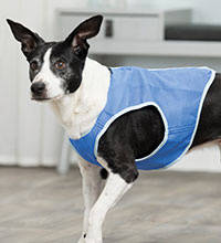 Trixie Cooling Vest - hütőmellény (kék) kutyák részére (S) 25cm