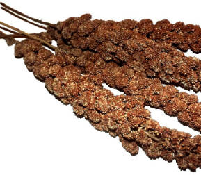 Trópus Vörös, fürtös köles - kiegészítő eleség díszmadarak részére (60g)