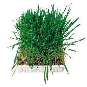 Trixie Small Animal Grass - kiegészítő eledel (fű) rágcsálók részére (100g)