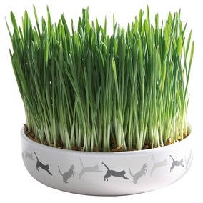 Trixie Ceramic Bowl whit Cat Grass - macskafű kerámiatálban. ø 15×4 cm (50g)