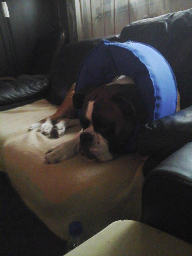 Műtéti gallér 2M N107