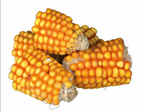 Trixie Pieces of Maize Cobs - kiegészítő eleség (kukorica) rágcsálók részére (300g)