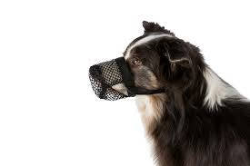 Trixie Poisoned Bait Protection - evésgátló szájkosár kutyák részére (S-M) 22cm fekete