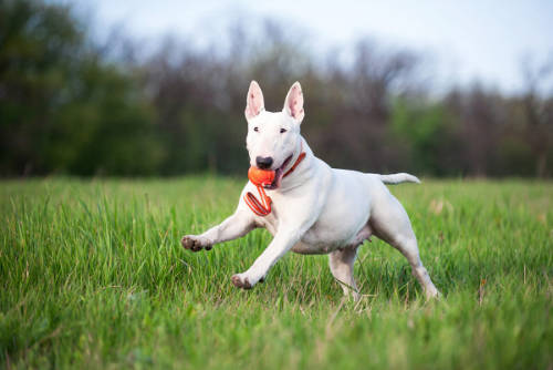 LIKER Line 9 Line - játék (labda szalaggal,narancssárga) kutyák részére (ø9cm/35cm)