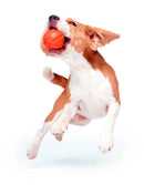 LIKER 7 Line - játék (narancssárga) kutyák részére (ø7cm)