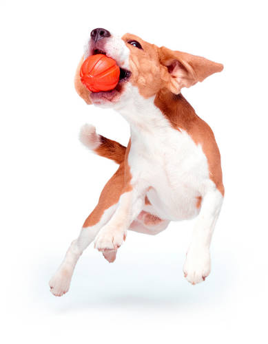 LIKER 7 Line - játék (narancssárga) kutyák részére (ø7cm)