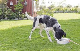 Trixie Automatic Outdoor Water Trough - itató (slagra szerelhető) kutyák, macskák és kisállatok részére (1.5l/24×10×23cm)