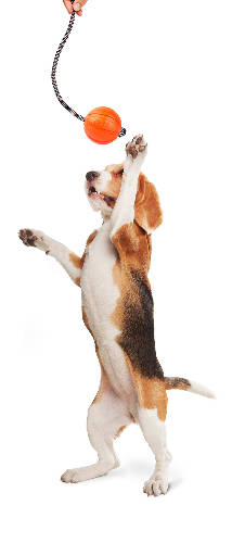 LIKER Cord 7 Line - játék (labda kötéllel,narancssárga) kutyák részére (ø7cm)