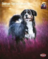 Trixie Calendar Bernese Mountain Dogs - falinaptár (Berni pásztorkutya) 2021