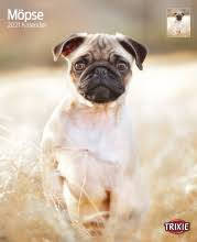 Trixie Calendar Pugs - falinaptár (Mopsz) 2021