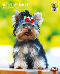 Trixie Calendar Yorkshire Terriers - falinaptár (Yorkshire Terrier) 2021