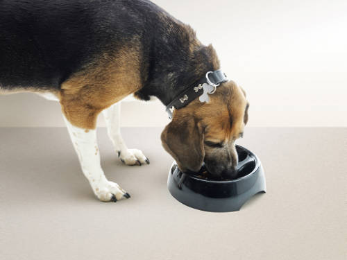 SAVIC Slow Down - evéslassító tál (fekete vagy fehér) kutyák részére (1100ml)