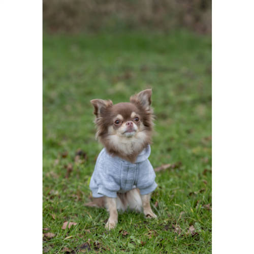 Trixie Rainbow Falls hoodie - kapucnis pulóver (szürke,mintás) kutyák részére (XS) 30cm
