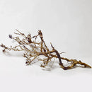 Japán fagyökér XL