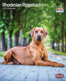 Trixie Calendar Rhodesiai Ridgeback 2023 - naptár (Afrikai oroszlánkutya) 35x43cm
