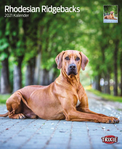 Trixie Calendar Rhodesiai Ridgeback 2023 - naptár (Afrikai oroszlánkutya) 35x43cm
