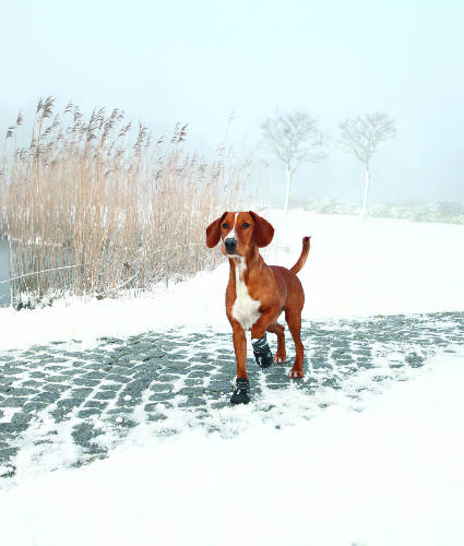 Trixie Walker Active Protective Boots - csízma (fekete) kutyák részére (M-L)