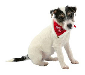 Trixie Xmas Collar with Neckerchief Necki - sálas nyakörv (Xmas,piros) XS-S (20-30cm/14mm)