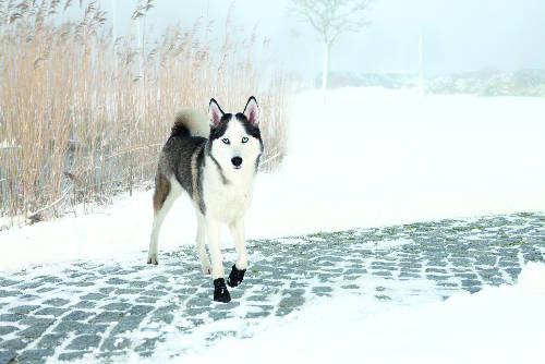 Trixie Walker Active Protective Boots - csízma (fekete) kutyák részére (L)