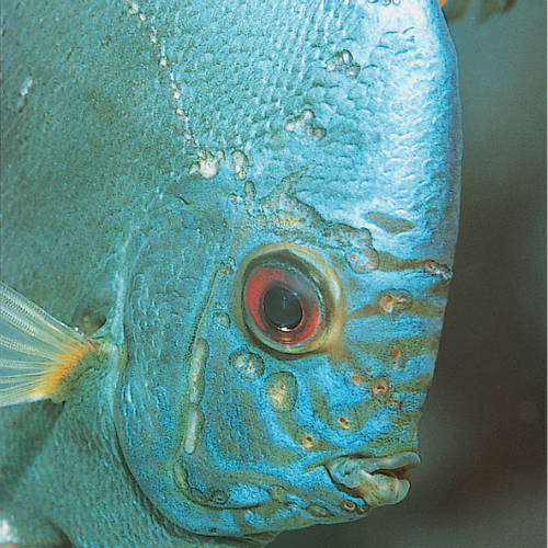 JBL Spirohexol Plus 250 100ml