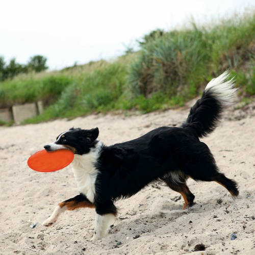 Trixie Dog Disc - termoplasztikus gumi játék (frizbi) kutyák részére (Ø18cm)