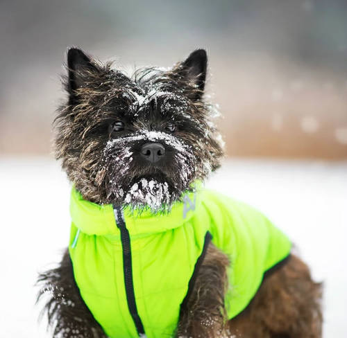 AiryVest kutyaruha kifordítható, S 35, zöld-fekete